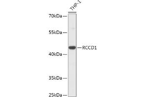 Western blot analysis of extracts of THP-1 cells, using RCCD1 antibody (ABIN7269882) at 1:1000 dilution. (RCCD1 anticorps  (AA 230-360))