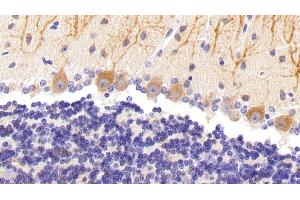 Detection of NOS1 in Mouse Cerebellum Tissue using Polyclonal Antibody to Nitric Oxide Synthase 1, Neuronal (NOS1)