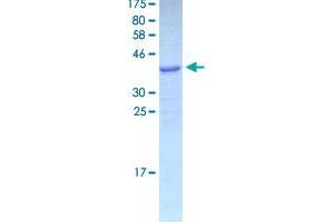 Image no. 1 for Granulysin (GNLY) (AA 16-145) protein (GST tag) (ABIN1355419)