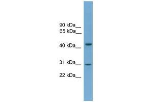 WB Suggested Anti-APOL5 Antibody Titration: 0. (Apolipoprotein L 5 anticorps  (C-Term))