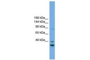 Image no. 1 for anti-Follistatin-Like 5 (FSTL5) (AA 719-768) antibody (ABIN6744177) (FSTL5 anticorps  (AA 719-768))