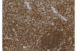 ABIN6277293 at 1/100 staining Mouse spleen tissue by IHC-P. (PRNP anticorps  (Internal Region))
