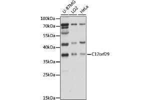 Western blot analysis of extracts of various cell lines, using C12orf29 antibody (ABIN7266375) at 1000 dilution. (C12ORF29 anticorps  (AA 1-325))