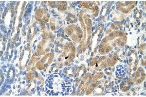 Human kidney (PARL anticorps  (N-Term))