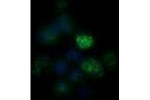 Immunofluorescence (IF) image for anti-Nuclear Receptor Subfamily 4, Group A, Member 1 (NR4A1) antibody (ABIN2666404)