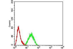 Flow cytometric analysis of Hela cells using CDH11 mouse mAb (green) and negative control (red).