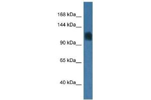 Western Blot showing Rag1 antibody used at a concentration of 1. (RAG1 anticorps  (C-Term))