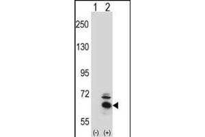 Western blot analysis of BBS4 (arrow) using rabbit polyclonal BBS4 Antibody (Center) (ABIN391811 and ABIN2841661). (BBS4 anticorps  (AA 337-369))