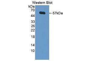 Western Blotting (WB) image for anti-Lipopolysaccharide Binding Protein (LBP) (AA 36-474) antibody (ABIN1862839) (LBP anticorps  (AA 36-474))
