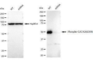 Western blotting analysis using Phospho-GATA3(S308) antibody (ABIN7798696).