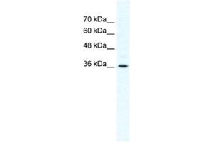 Western Blotting (WB) image for anti-Dishevelled Segment Polarity Protein 1 (DVL1) antibody (ABIN2460375) (DVL1 anticorps)