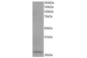 Image no. 1 for anti-Dicarbonyl/L-Xylulose Reductase (DCXR) (C-Term) antibody (ABIN374240) (DCXR anticorps  (C-Term))