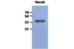 Image no. 1 for anti-Fructose-1,6-Bisphosphatase 2 (FBP2) (AA 1-339), (N-Term) antibody (ABIN1449407)