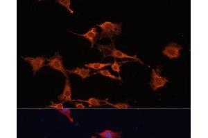 Immunofluorescence analysis of C6 cells using GSTM3 Polyclonal Antibody at dilution of 1:100. (GSTM3 anticorps)