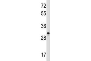 CD27 antibody western blot analysis in Ramos lysate.