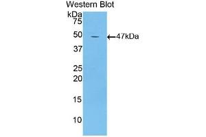 Western blot analysis of recombinant Mouse LTbR. (LTBR anticorps  (AA 128-395))