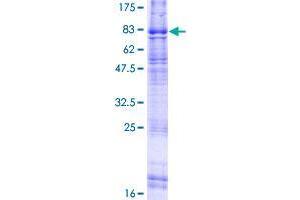 EGF, Latrophilin and Seven Transmembrane Domain Containing 1 (ELTD1) (AA 1-606) protein (GST tag)