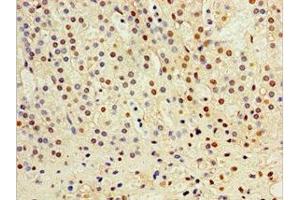 Immunohistochemistry of paraffin-embedded human adrenal gland tissue using ABIN7149004 at dilution of 1:100 (CST6 anticorps  (AA 29-149))