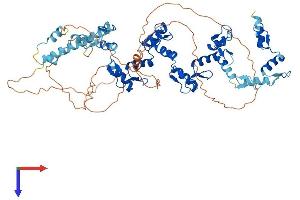 AlphaFold protein structure predicition of Human Recombinant ZNF875 Protein, UniprotID P10072