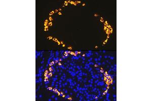 Immunofluorescence analysis of rat pancreas using GLP-1 antibody (ABIN7267392) at dilution of 1:100. (Glucagon anticorps)