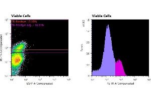 Flowcytometry of huSSECTM cell line overexpressing hFcRn-EGFP labeled with clone DVN24 primary Ab and Texas Red™ conjugated anti-mouse secondary.