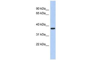 MBP antibody used at 1 ug/ml to detect target protein. (MBP anticorps  (Middle Region))