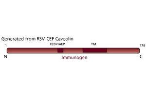 Image no. 3 for anti-Caveolin 1, Caveolae Protein, 22kDa (CAV1) (AA 1-178) antibody (ABIN967951) (Caveolin-1 anticorps  (AA 1-178))