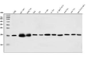 Western blot analysis of CHCHD10 using anti-CHCHD10 antibody (ABIN7602507). (CHCHD10 anticorps  (AA 80-142))