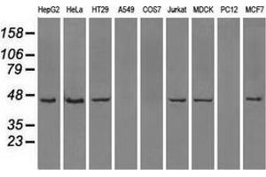 Western blot analysis of extracts (35 µg) from 9 different cell lines by using anti-ILF2 monoclonal antibody. (ILF2 anticorps)