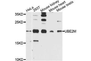 Western blot analysis of extracts of various cells, using UBE2M antibody. (UBE2M anticorps)