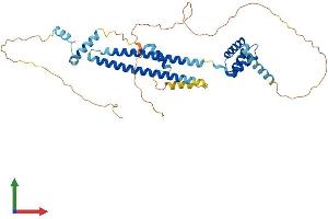 AlphaFold protein structure predicition of Human Recombinant PBX2 Protein, UniprotID P40425