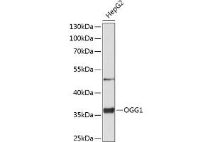 Western blot analysis of extracts of HepG2 cells, using OGG1 antibody (ABIN1681157, ABIN3015912, ABIN3015913 and ABIN5664036) at 1:1000 dilution. (OGG1 anticorps)