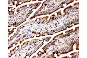 Anti-GRP78 BiP antibody, IHC(F) IHC(F): Rat Intestine Tissue