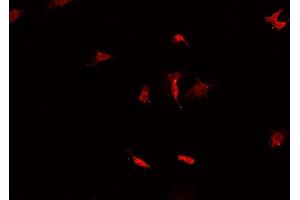 ABIN6269253 staining K-562 cells by IF/ICC.