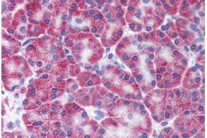 Anti-KCNN4 antibody  ABIN1048992 IHC staining of human pancreas.