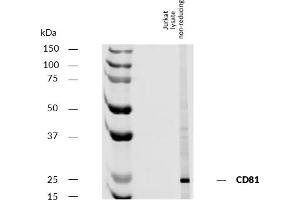 Western blotting analysis of human CD81 using mouse monoclonal antibody M38 on lysate of Jurkat cell line under non-reducing conditions. (CD81 anticorps)