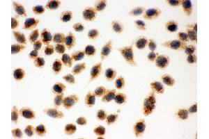 anti-Cytochrome C, Somatic (CYCS) (AA 2-105) antibody