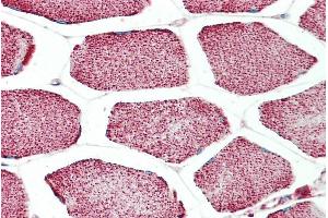ABIN302174 (5µg/ml) staining of paraffin embedded Human Skeletal Muscle.