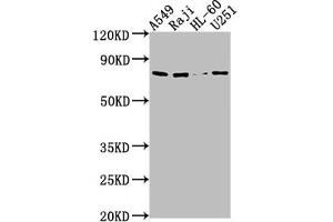 Western Blot Positive WB detected in: A549 whole cell lysate, Raji whole cell lysate, HL60 whole cell lysate, U251 whole cell lysate All lanes: RANBP9 antibody at 1:1000 Secondary Goat polyclonal to rabbit IgG at 1/50000 dilution Predicted band size: 78, 44, 56 kDa Observed band size: 78 kDa (Importin 9 anticorps  (AA 158-176))