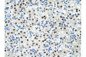 EXOSC4 antibody was used for immunohistochemistry at a concentration of 4-8 ug/ml to stain Hepatocytes (arrows) in Human Liver. (EXOSC4 anticorps  (N-Term))
