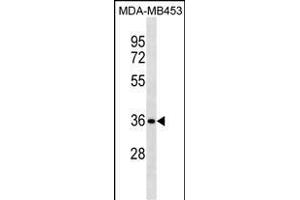 STX11 Antibody (N-term) (ABIN1881853 and ABIN2838405) western blot analysis in MDA-M cell line lysates (35 μg/lane). (Syntaxin 11 anticorps  (N-Term))