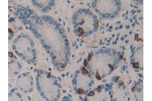 IHC-P analysis of Human Stomach Tissue, with DAB staining. (HSF4 anticorps  (AA 171-284))