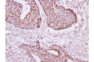 Image no. 1 for anti-Acyl-CoA Thioesterase 9 (Acot9) (AA 1-234) antibody (ABIN1496418)