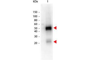 Image no. 1 for Donkey anti-Rabbit IgG (Whole Molecule) antibody (HRP) (ABIN300901) (Âne anti-Lapin IgG (Whole Molecule) Anticorps (HRP))