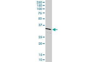 CDK2 MaxPab rabbit polyclonal antibody.