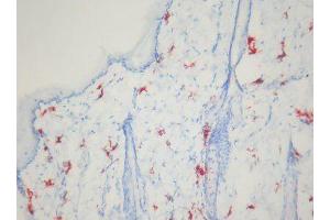 Image no. 1 for anti-Macrophages antibody (ABIN481699) (Macrophages anticorps)