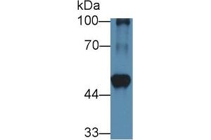 Western Blot; Sample: Mouse Heart lysate; Primary Ab: 1µg/ml Rabbit Anti-Rat BCAT1 Antibody Second Ab: 0. (BCAT1 anticorps  (AA 179-411))