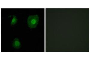Immunofluorescence (IF) image for anti-EP300 Interacting Inhibitor of Differentiation 1 (EID1) (Internal Region) antibody (ABIN1850132) (EID1 anticorps  (Internal Region))