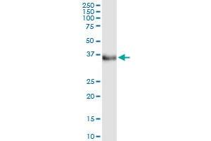 Immunoprecipitation of ETV7 transfected lysate using anti-ETV7 MaxPab rabbit polyclonal antibody and Protein A Magnetic Bead , and immunoblotted with ETV7 MaxPab mouse polyclonal antibody (B01) .