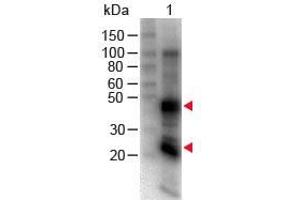Western Blot of Goat anti-Rat IgG (H&L) Antibody Biotin Conjugated. (Chèvre anti-Rat IgG (Heavy & Light Chain) Anticorps (Biotin) - Preadsorbed)
